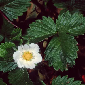 Fragaria, Santa Barbara Botanic Garden