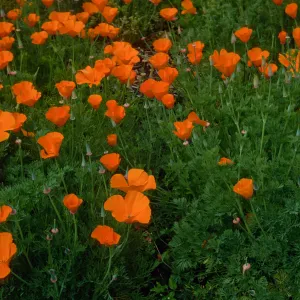 Eschscholzia (California Poppy) , Santa Barbara Botainc Garden, meadow