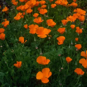 Eschscholzia (California Poppy) Santa Barbara Botainc Garden, meadow