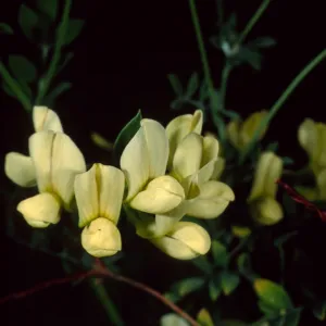 Lotus grandiflorus, Santa Barbara Botanic Garden