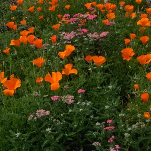 Achillea (Yarrow), Eschscholzia (California Poppy) , Santa Barbara Botanic Garden, meadow