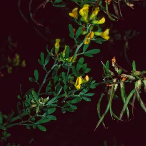 Lotus dendroideus traskiae, Santa Barbara Botanic Garden