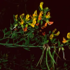 Lotus dendroideus traskiae, Santa Barbara Botanic Garden