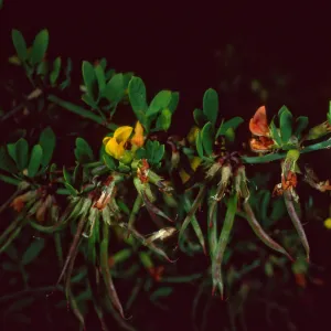 Lotus dendroideus traskiae, Santa Barbara Botanic Garden