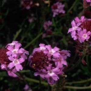 Verbena lilacina, Santa Barbara Botanic Garden