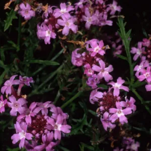 Verbena lilacina, Santa Barbara Botanic Garden