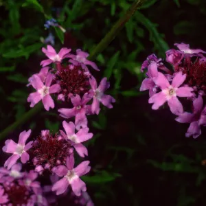 Verbena lilacina, Santa Barbara Botanic Garden