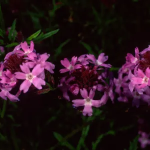 Verbena lilacina, Santa Barbara Botanic Garden