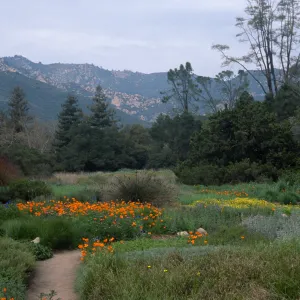 meadow, Santa Barbara Botanic Garden