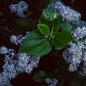 Ceanothus arboreus, Santa Barbara Botanic Garden