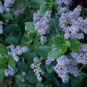 Ceanothus arboreus, Santa Barbara Botanic Garden