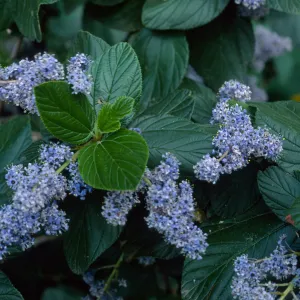 Ceanothus arboreus, Santa Barbara Botanic Garden