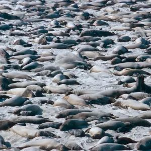 Elephant Seals, Point Bennett, San Miguel Island