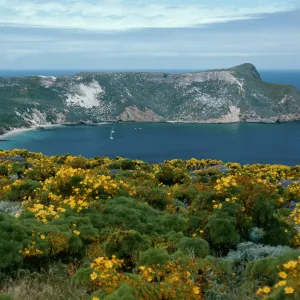 Coreopsis, Lupinus, Cuyler Harbor, from Cabrillo Monument, San Miguel Island