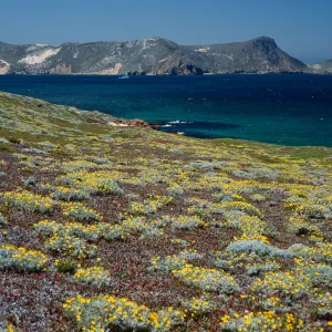 Malacothrix incana, just West of Hoffmann Point, San Miguel Island