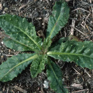 Picris, San Nicolas Island