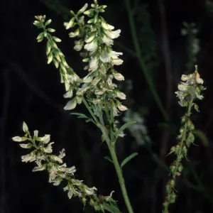 Melilotus albus, metric site/ Beach Road, San Nicolas Island