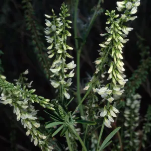 Melilotus albus, metric site/ Beach Road, San Nicolas Island