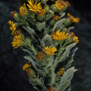 Heterotheca grandiflora, Northeast coastal flats (metric), San Nicolas Island