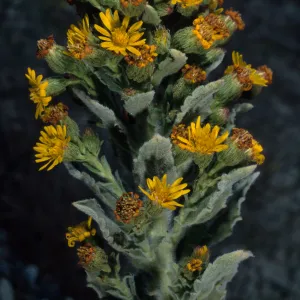 Heterotheca grandiflora, metric site/Beach Road, San Nicolas Island