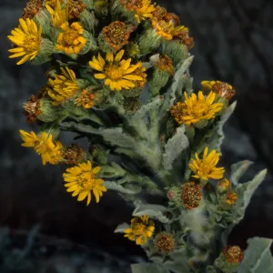 Heterotheca grandiflora, metric site/Beach Road, San Nicolas Island