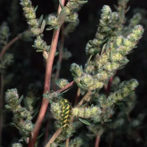 Bassia hyssopifolia, w/caterpillar, metric site/Beach Road, San Nicolas Island