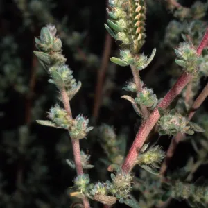 Bassia hyssopifolia, w/caterpillars, metric site/Beach Road, San Nicolas Island