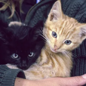kittens, San Nicolas Island