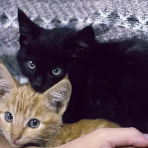kittens, San Nicolas Island
