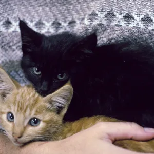 kittens, San Nicolas Island