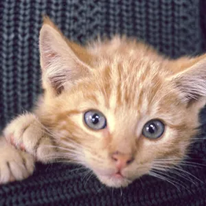 kitten, San Nicolas Island