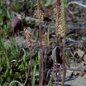Plantago coronopus, San Nicolas Island