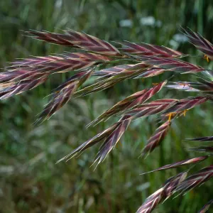 Bromus catharticus, Nicktown, San Nicolas Island