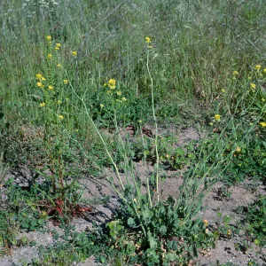 Hirschfeldia incana, San Nicolas Island
