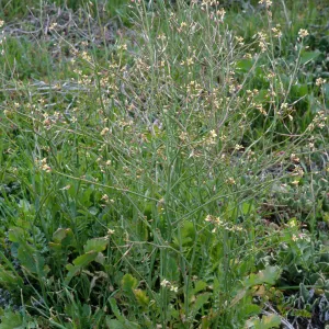 Brassica tournefortii, near Balloon Launch Building, San Nicolas Island