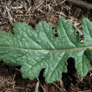 Brassica tournefortii leaf, San Nicolas Island
