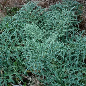 Cynara, wells area on Tufts Road, San Nicolas Island