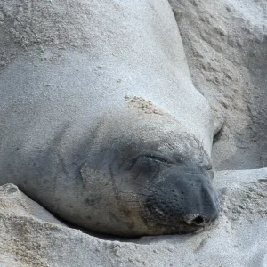 Elephant Seals, beach South of sandspit, San Nicolas Island
