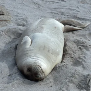 Elephant Seals, beach South of sandspit, San Nicolas Island