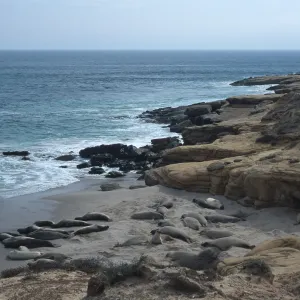 Elephant Seals, beach South of sandspit, San Nicolas Island