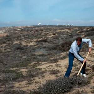 Tom Murphy digging up Eriogonum cinereum (coastal wild buckwheat), below Building 112, San Nicolas Island