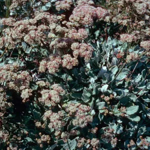 Eriogonum grande timorum, West of Corral Harbor, San Nicolas Island