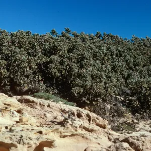 Opuntia prolifera, top of offshore bluffs, South of Building 121