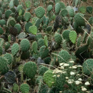 Opuntia oricola, East of Towers Canyon, Souith side, San Nicolas Island