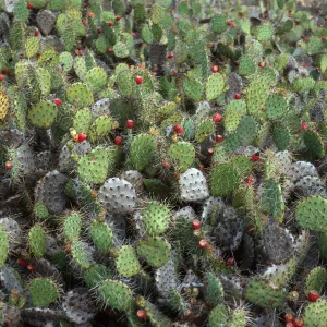 Opuntia oricola, upper Jackson Hill Road, South side, San Nicolas Island