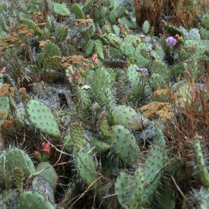 Opuntia litoralis, base of NAVFAC grade, San Nicolas Island