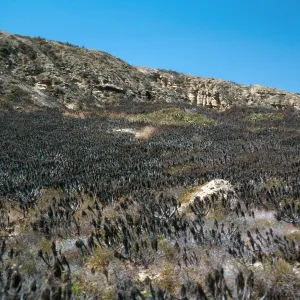 Coreopsis, Northeast part of island, San Nicolas Island