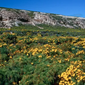 Coreopsis, Northeast flats, San Nicolas Island