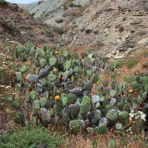 Opuntia oricola, Cattail Canyon, San Nicolas Island