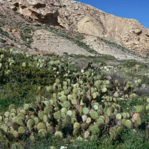 Opuntia oricola, East of barge landing, Southeast end, San Nicolas Island